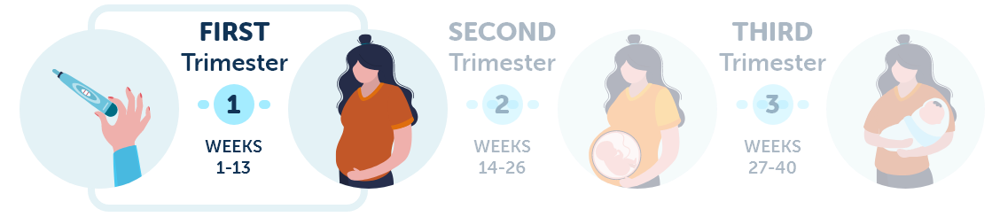 First trimester of pregnancy