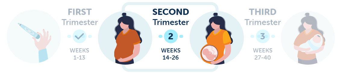 Second trimester of pregnancy